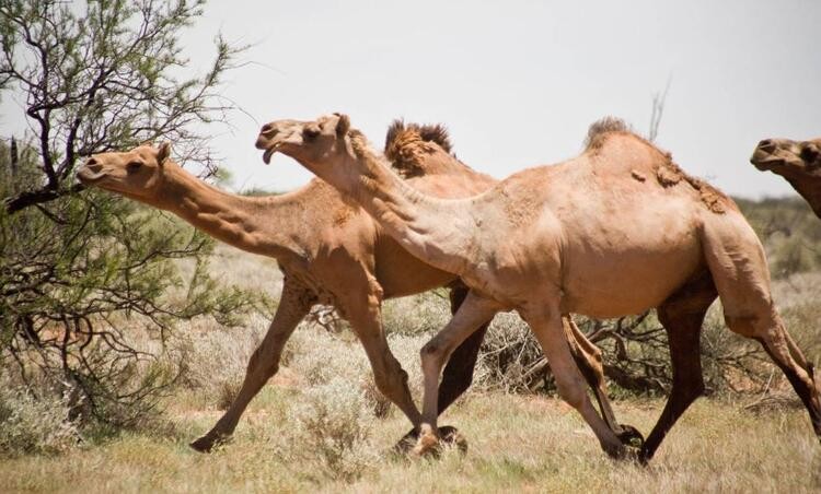 Avustralya'da deve katliamına atlar da dahil edildi!