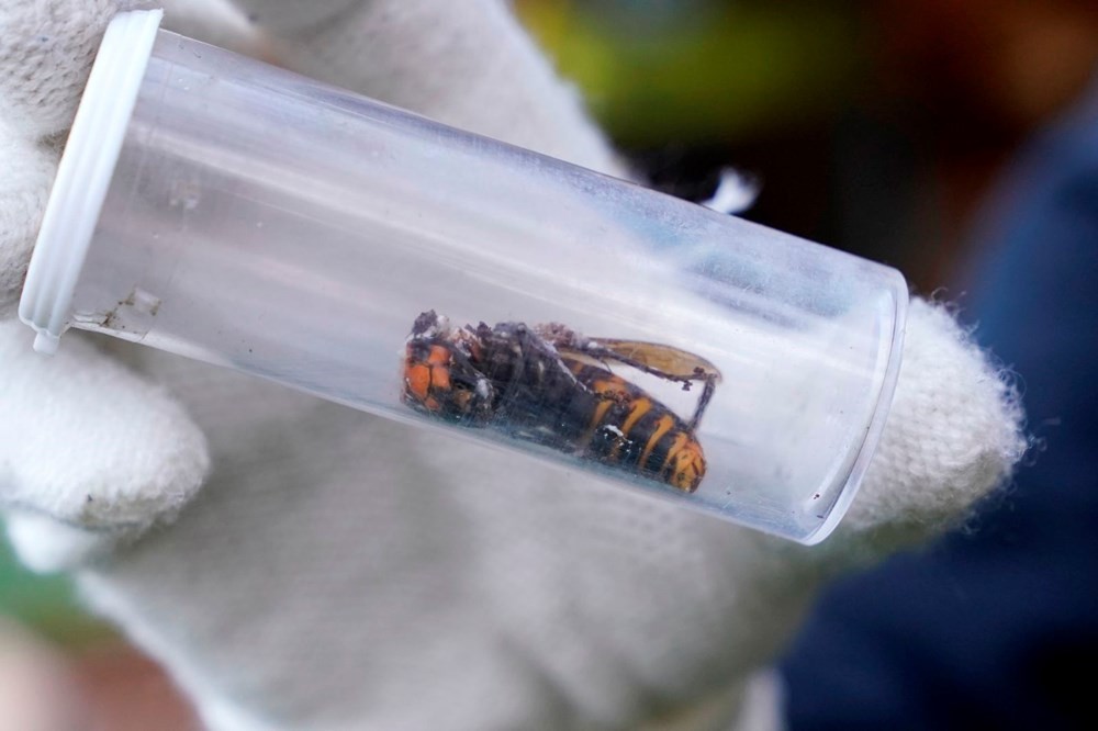 ABD'de katil eşek arılarına film gibi operasyon