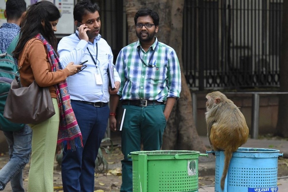 Hindistan’da korona virüs nedeniyle aç kalan maymunlar şehre indi