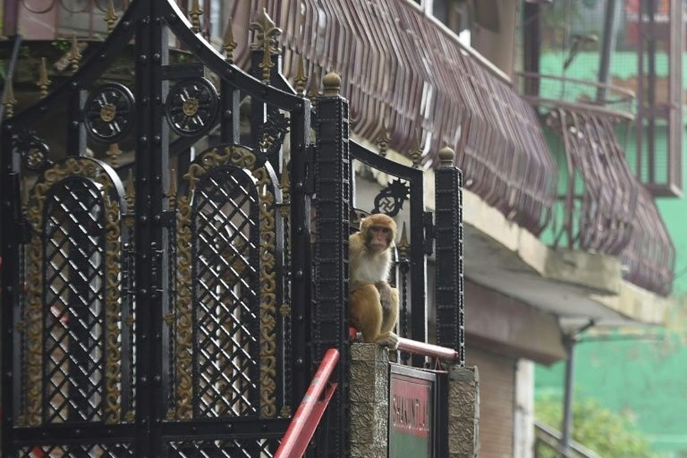 Hindistan’da korona virüs nedeniyle aç kalan maymunlar şehre indi