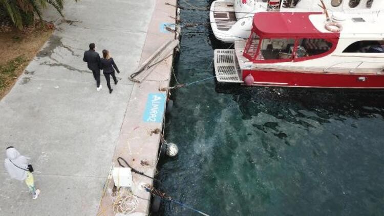 İstanbul Boğazı'nı denizanaları bastı