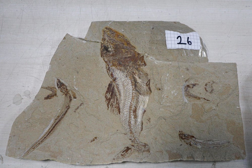 Adnan Oktar'ın kaçak fosilleri 417 milyon yıl öncesine ait çıktı