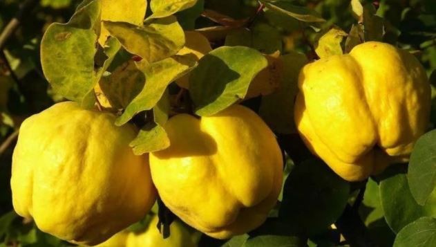 Bağışıklığı güçlendiren vitamin deposu kış meyveleri