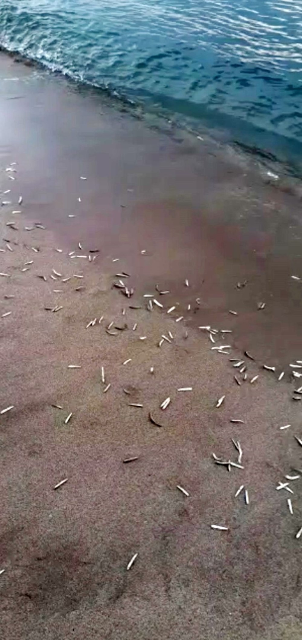 Patara Plajı'nda yavru balıklar kıyıya vurdu