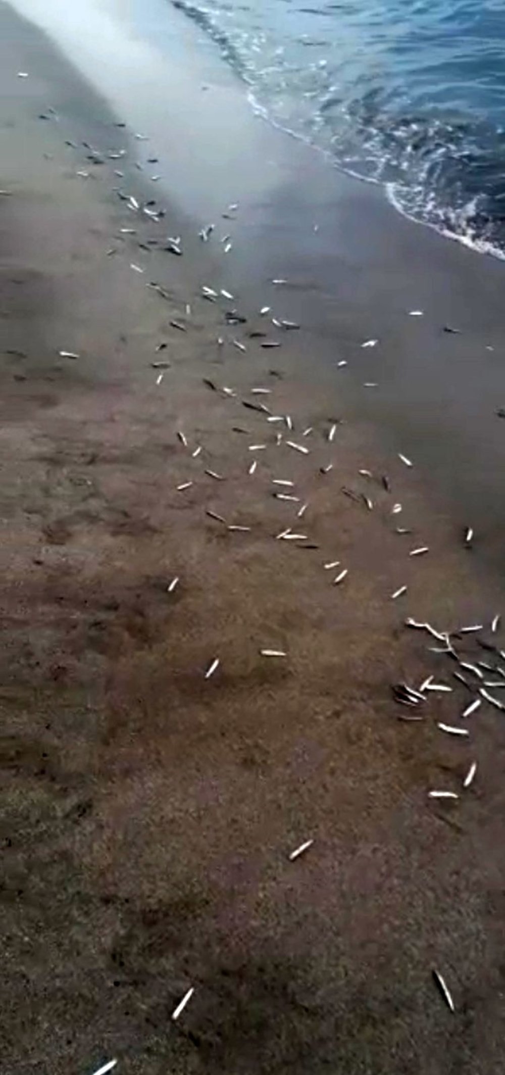 Patara Plajı'nda yavru balıklar kıyıya vurdu