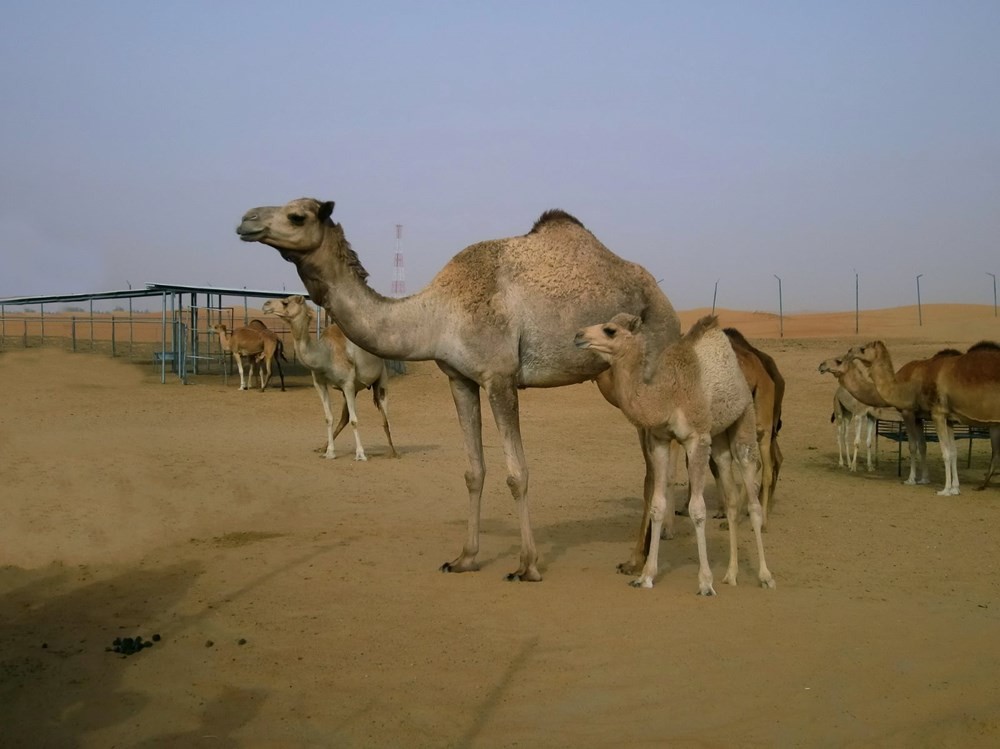 Dubai’de yüzlerce deve plastik kirliliği nedeniyle acı çekerek öldü