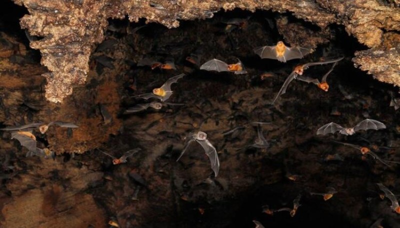 Korona virüsün çaresini bu mağarada arıyorlar