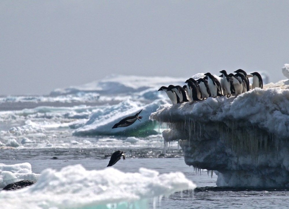 Antarktika şimdiye kadarki en yüksek sıcaklığa ulaştı