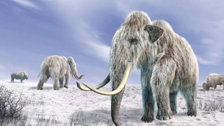 İlk hayvanlar buzul çağında nasıl hayatta kaldı?