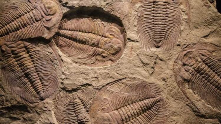 Tüm hayvanların atası olabilecek bir canlı fosili bulundu!