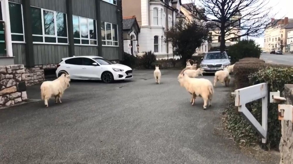 İngiltere'de virüs nedeniyle boş kalan sokakları yabani keçiler bastı