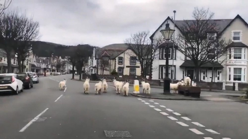 İngiltere'de virüs nedeniyle boş kalan sokakları yabani keçiler bastı
