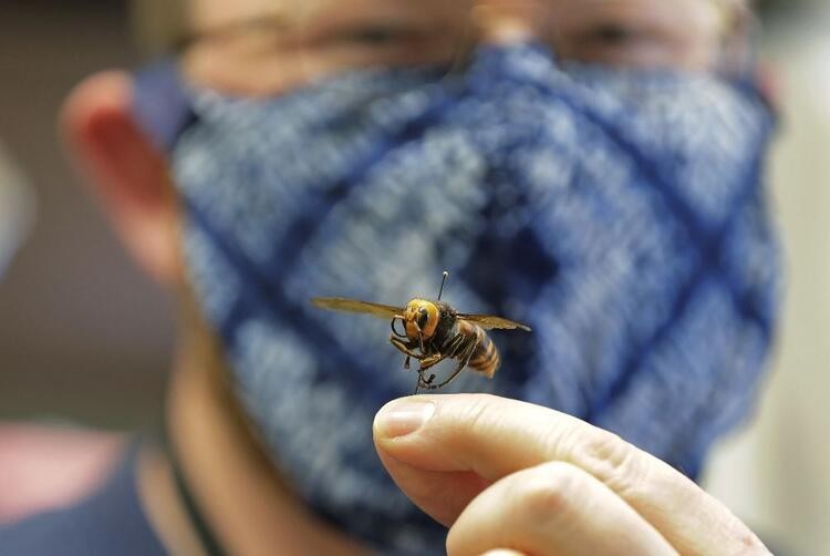 Korona virüsün ardından katil arı istilası