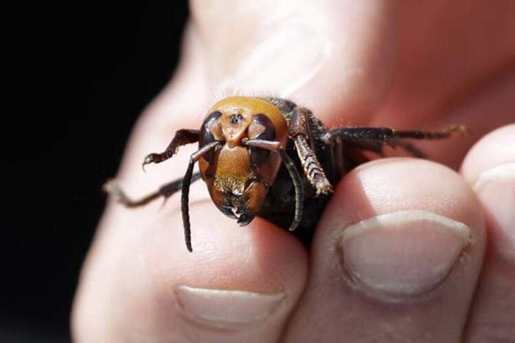 Korona virüsün ardından katil arı istilası