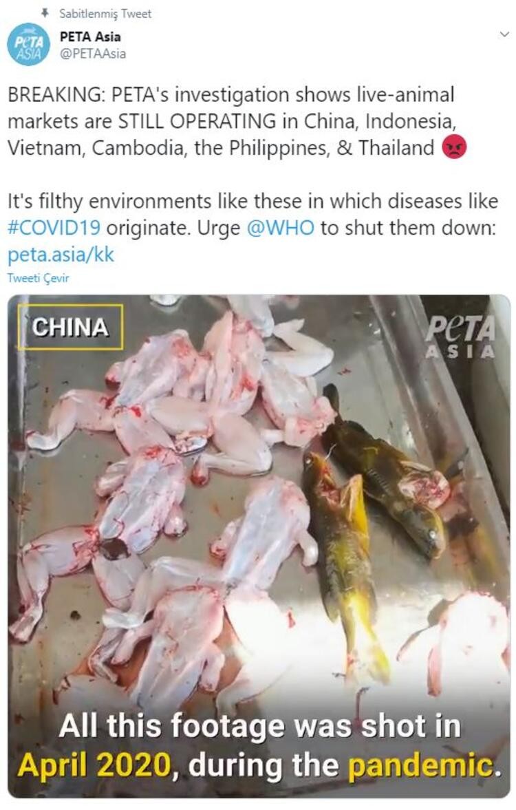 Çin'deki hayvan pazarlarında gizli çekim yapıp görüntüleri yayınladılar! 