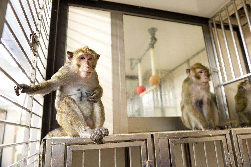 Oxford Üniversitesi’nin korona aşısı maymunlar üzerinde sadece 2 ay koruma sağladı