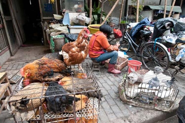 Wuhan'da vahşi hayvanların yenmesi yasaklandı