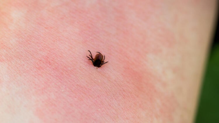Sivrisinek ve karasinek korona virüs bulaştırır mı?