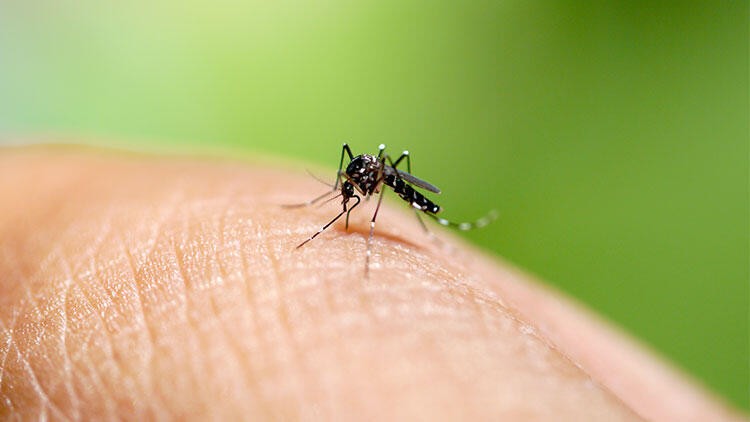 Sivrisinek ve karasinek korona virüs bulaştırır mı?
