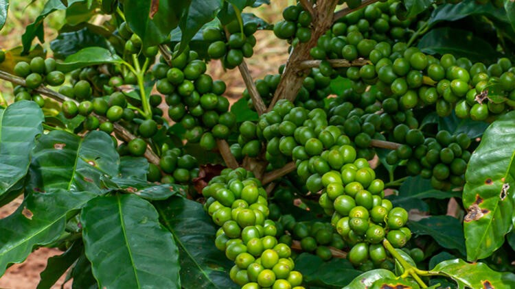 Yeşil kahve neden diğer kahvelerden daha faydalı?