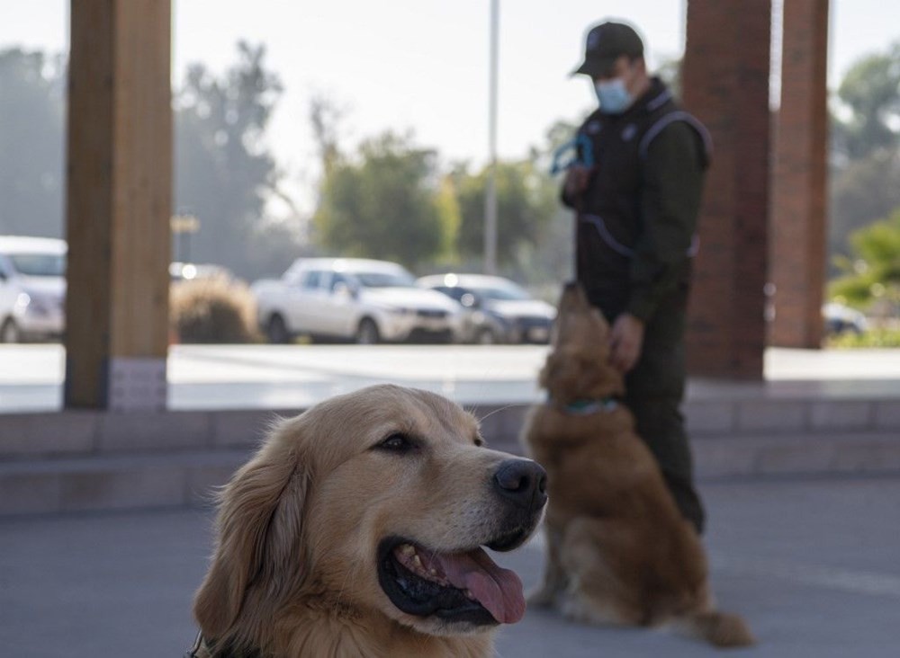 Şili normalleşme için çareyi korona köpeklerinde arıyor