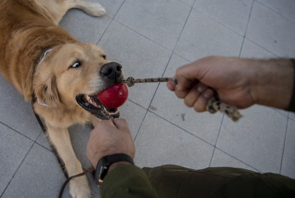 Şili normalleşme için çareyi korona köpeklerinde arıyor