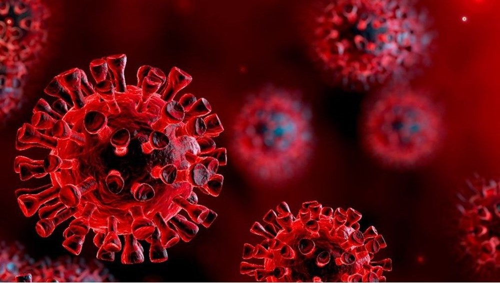 Korona virüs yarasaları neden öldürmüyor? İşte bilimin yanıtı