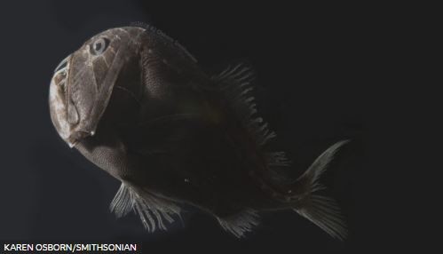 Bilim insanları okyanusların en siyah balığının görünmezlik yeteneğine ışık tuttu