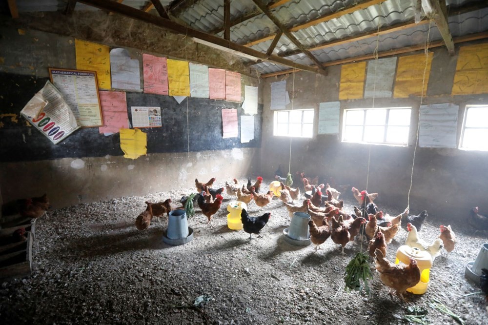 Kenya'da sınıfları tavuklar doldurdu