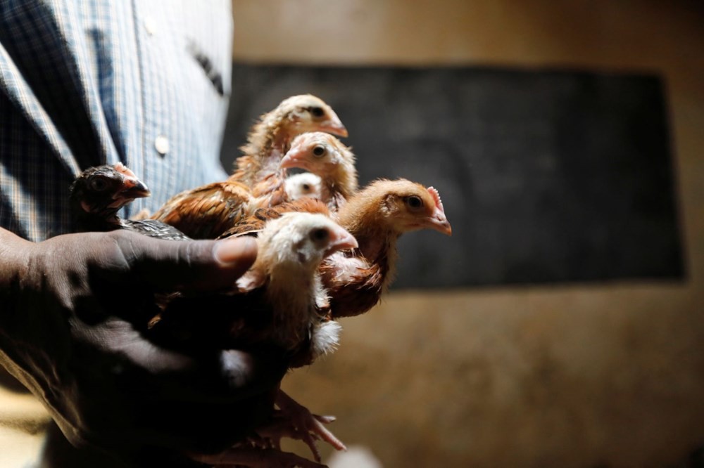 Kenya'da sınıfları tavuklar doldurdu