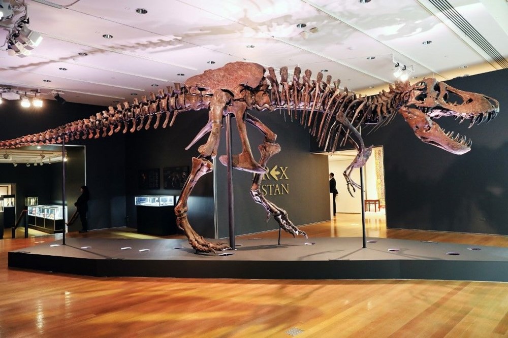 67 milyon yaşındaki dinozor iskeleti açık artırmayla satılacak