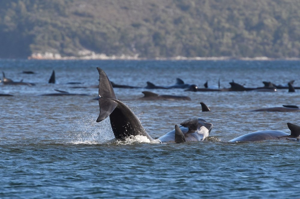 Avustralya’da yaklaşık 300 balina kıyıya vurdu