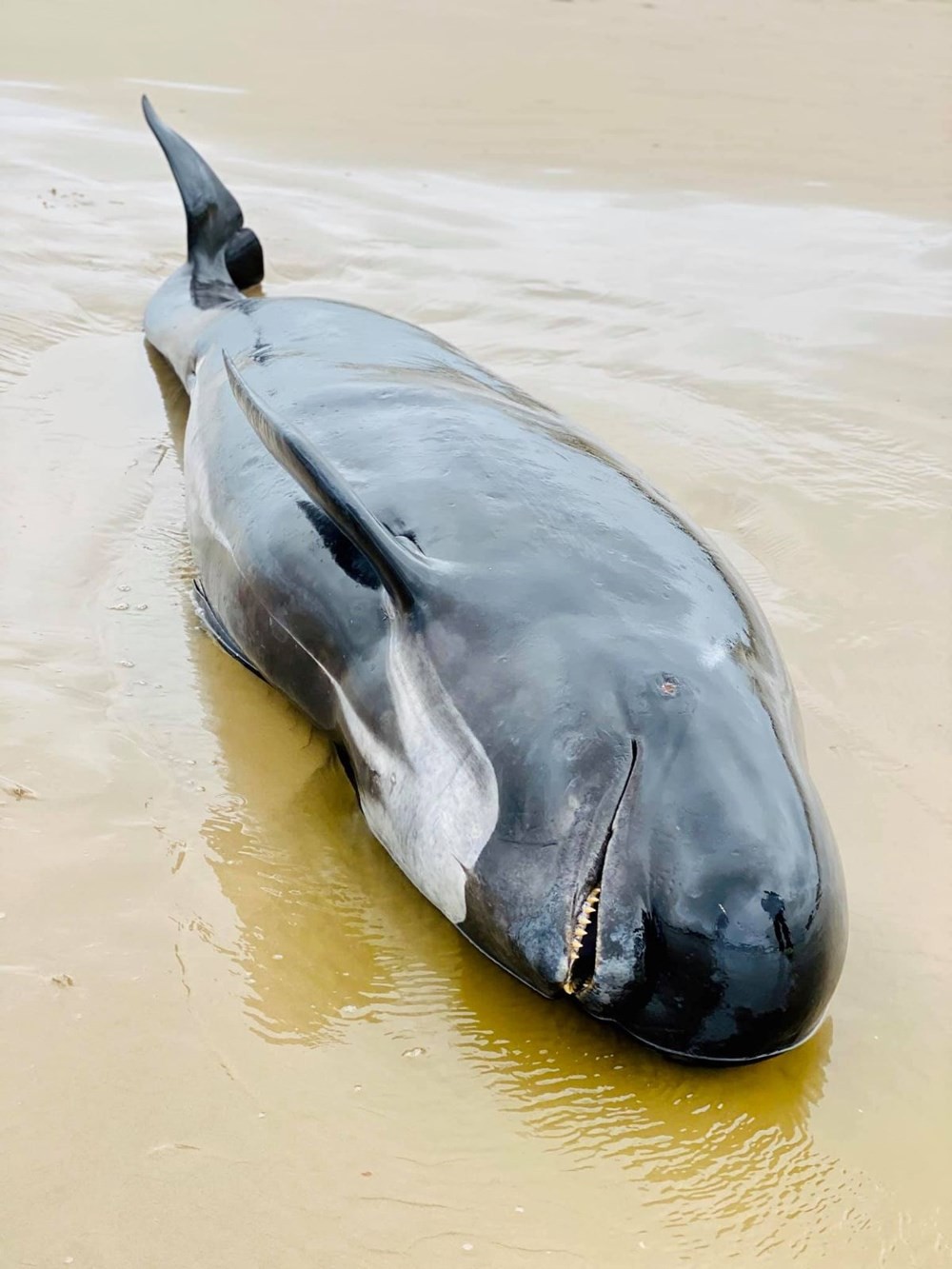 Avustralya'da mahsur kalan balinalardan en az 90'ı öldü