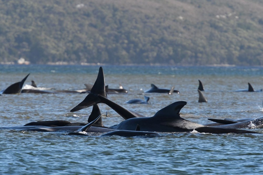 Avustralya'da mahsur kalan balinalardan en az 90'ı öldü