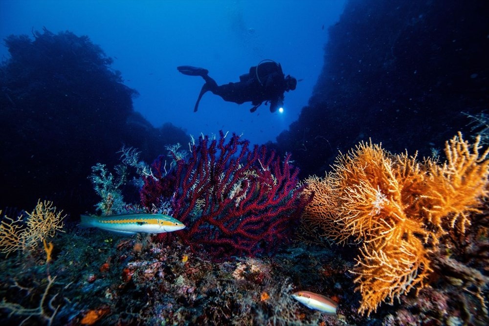 Dünyada sadece 2 yerde: Ayvalık'ın kırmızı mercanları