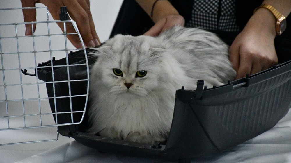 Sivas'ta 'limuzinle şehir turu' ödüllü kedi güzellik yarışması düzenlendi