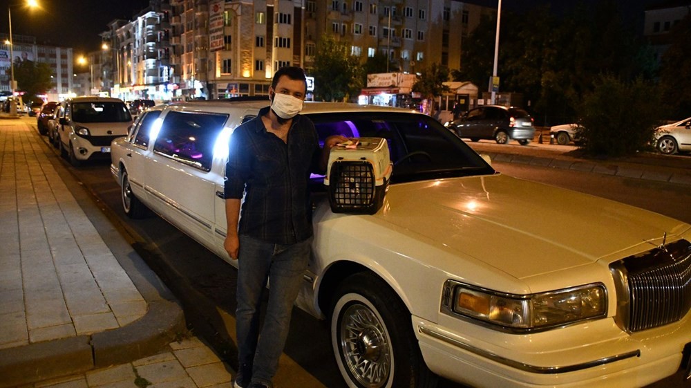 Sivas'ta 'limuzinle şehir turu' ödüllü kedi güzellik yarışması düzenlendi