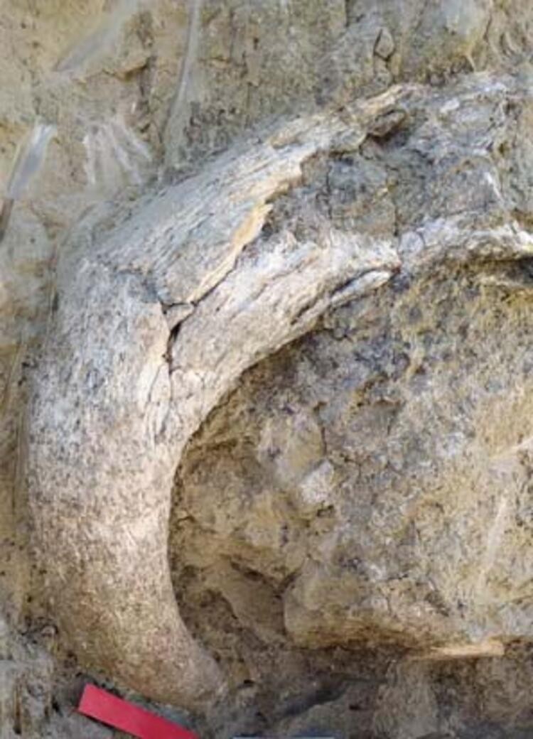 9 milyon öncesine ait fil fosilleri bulundu