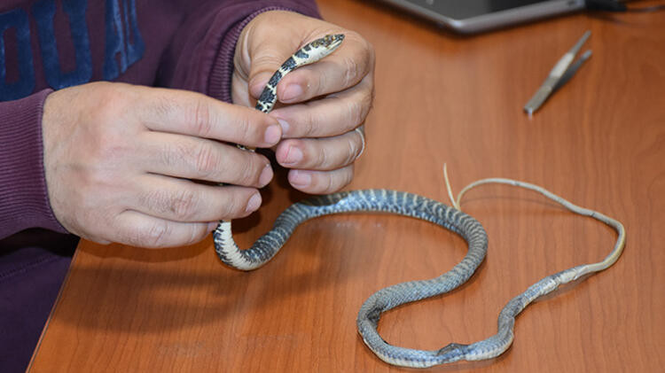 Türkiye'de yeni yılan türü