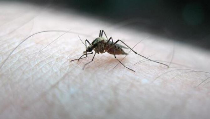 Etiyopya'da yeni bir sıtma sineği türü görüldü