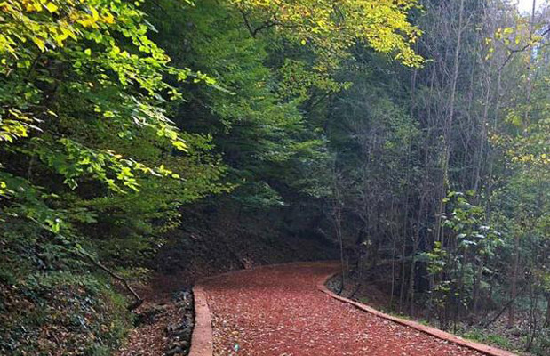  Sonbaharın tadını çıkarmak için: İstanbul'un ormanları