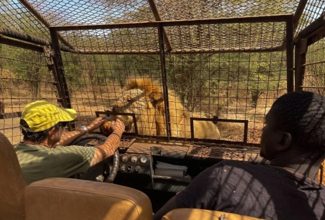 Senegal'de tehlikeli safari turu: Bu kez kafeste insanlar var