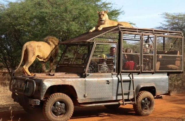 Senegal'de tehlikeli safari turu: Bu kez kafeste insanlar var