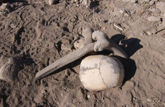 Van'da Demir Çağı'na ait insan kemikleri, seramik ve çömlek parçaları bulundu