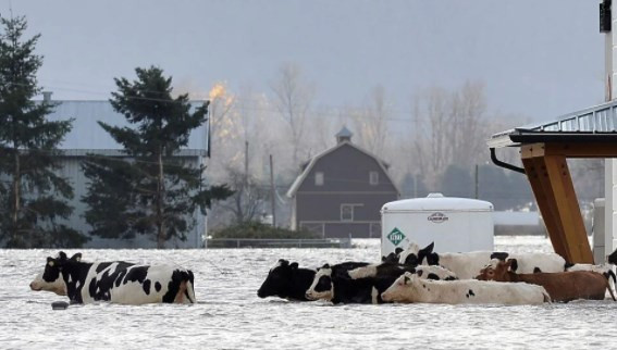 Kanada'da son 500 yılın felaketi: Selde mahsur kalan inekler jet ski ile kurtarıldı