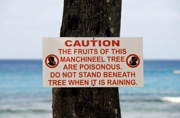 Dünyanın en ölümcül ağacı: Dalları altında durmak bile öldürebilir