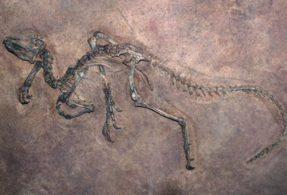  Dünyanın en uzun dinozoru bulunmuş olabilir