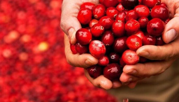 Yiyebileceğiniz en sağlıklı 7 kırmızı orman meyvesi