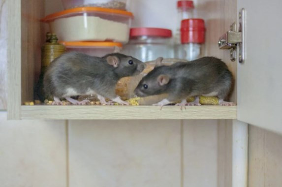 Bilim insanları uyardı: Bir sonraki korona virüs salgını farelerden gelecek