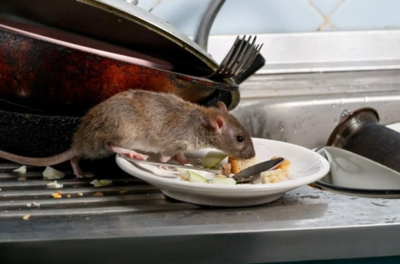 Bilim insanları uyardı: Bir sonraki korona virüs salgını farelerden gelecek